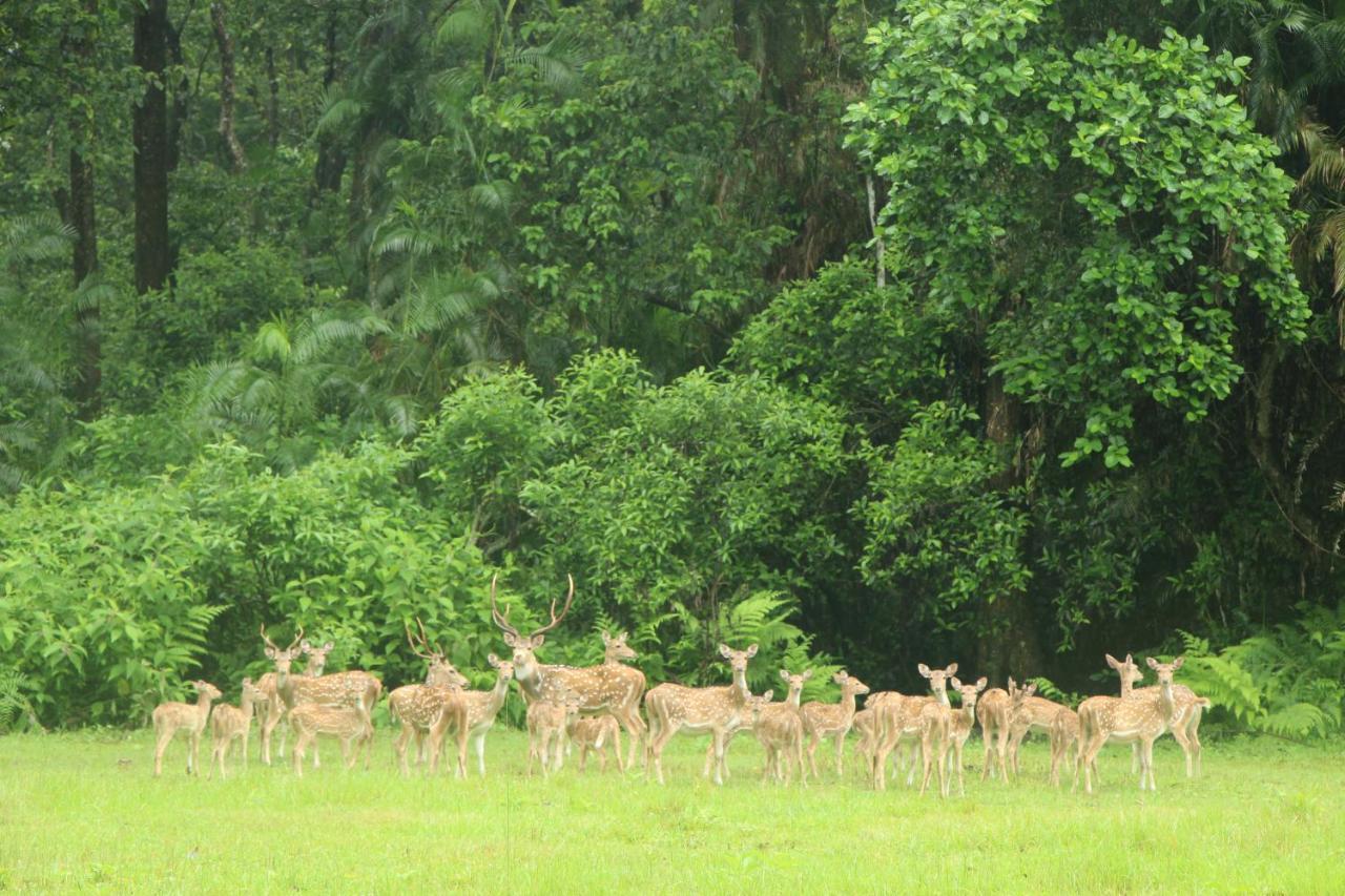 Hotel Town View Sauraha Exterior foto